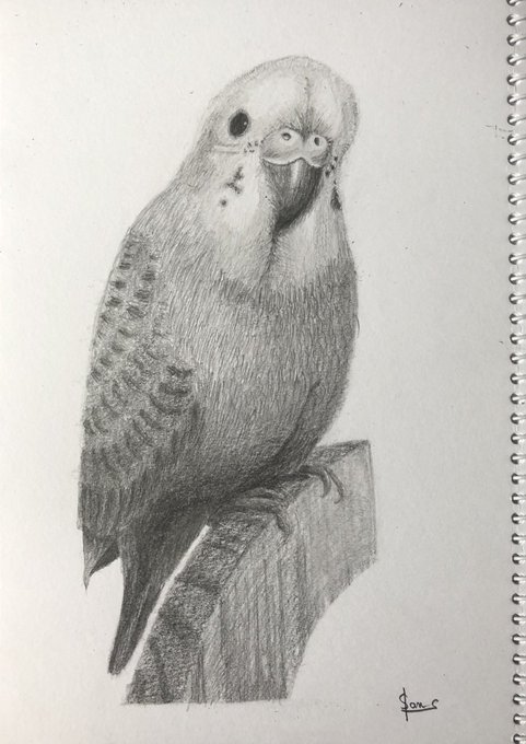 今日は実家のインコ描きました^_^
5時間かかっちゃった
東京に帰ったらまた銀魂の絵の続きやります

#鉛筆画    #模写    #デッサン 