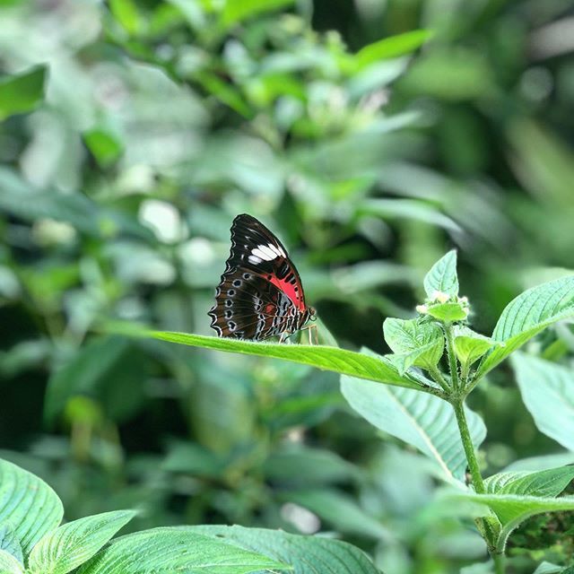 Get lost amongst some amazing 🦋... thanks to your #Airbnbhost’s perspective shared on Roamlocal. 👍