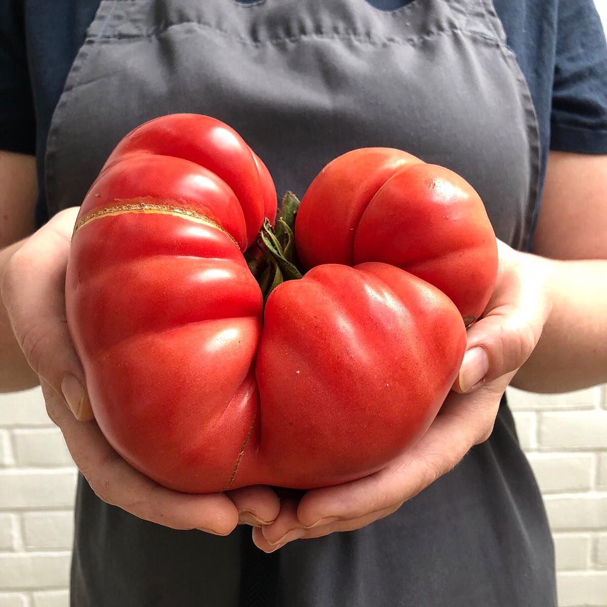 Now that’s what you call a tomato! 🍅 And they’re locally grown by <a href="/FarmerPedro/">Pete Thompson</a> 
If only you could smell these, we can’t wait to try one!

@angliaproduce #tomato #loveyomato #englishtomato #asnatureintended #vegetables #fruit #salad #local #essex #tasty #tomatoporn #burrata