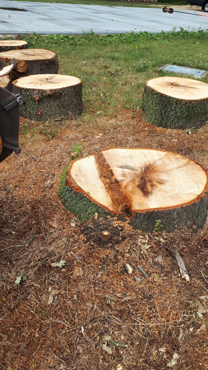 Essex tree stump grinding removing a large oak tree stump at Howe Green, Sandon, Chelmsford, Essex. This oak tree was cu…