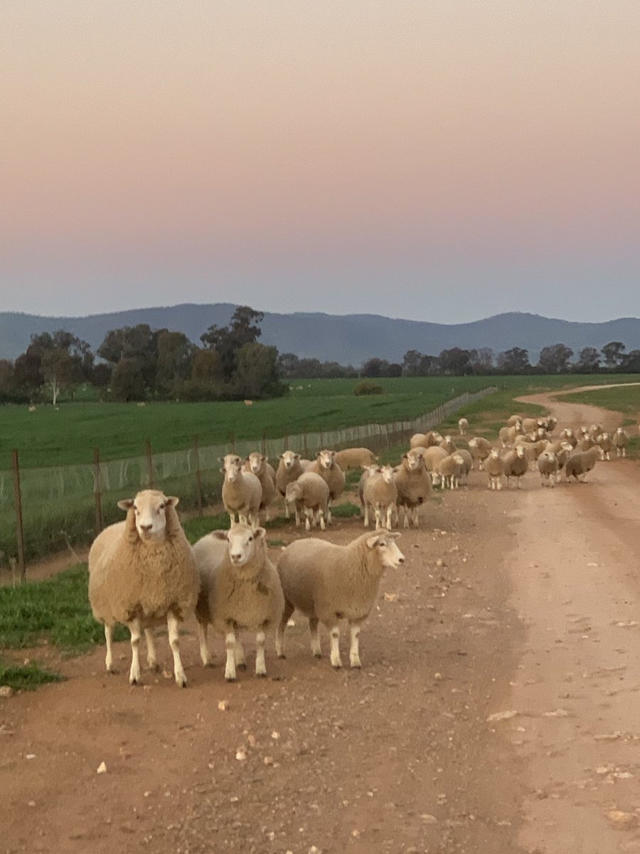 karrawarra's tweet photo. Highlanders perform! 3-4 month old commercial Highlander lambs out of first cross Highlander ewes @FocusAust #Maternalefficiency #Highlander https://t.co/nQ9xQ3Q9pv
