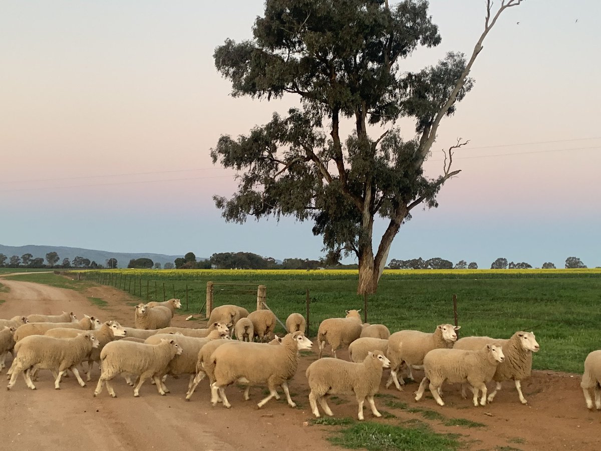 karrawarra's tweet photo. Highlanders perform! 3-4 month old commercial Highlander lambs out of first cross Highlander ewes @FocusAust #Maternalefficiency #Highlander https://t.co/nQ9xQ3Q9pv