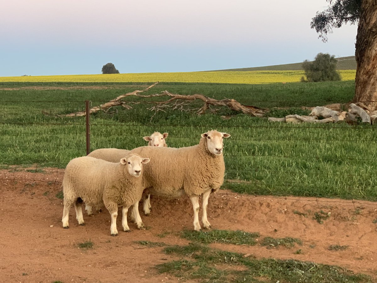 karrawarra's tweet photo. Highlanders perform! 3-4 month old commercial Highlander lambs out of first cross Highlander ewes @FocusAust #Maternalefficiency #Highlander https://t.co/nQ9xQ3Q9pv