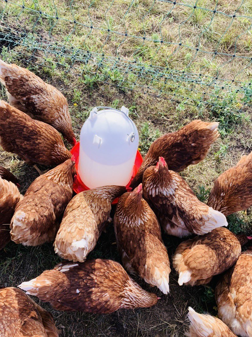 Cackleberries2's tweet photo. Thirsty work producing Organic GMO free eggs!  Get your fresh eggs @DeathbyCoffeeSA  7 High Street Mount pleasant. https://t.co/BQ4dzzvUOn