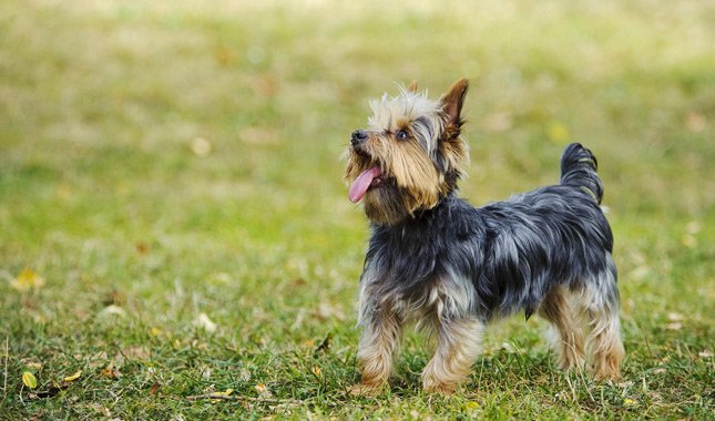 Lost Pets IOW tweet media