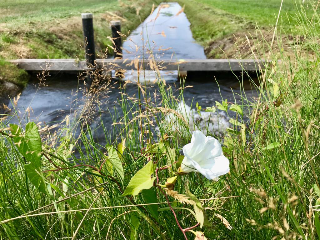 Update #droogte: Ondanks de regen van de afgelopen week zijn de grondwaterstanden in ons werkgebied nog steeds erg laag, met name op de hoge zandgronden. Door het extra maaien van (mogelijke) knelpunten in watergangen kan het #water goed worden verspreid. bit.ly/2M4slFN