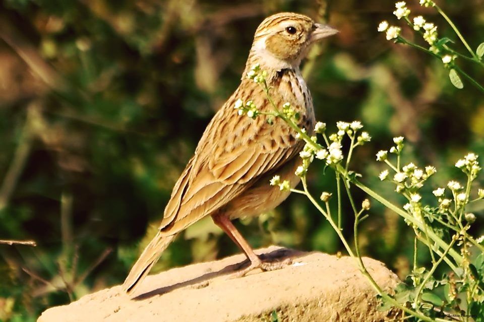 wildbirdrev's tweet photo. The Greater Short-toed Lark is a fairly common wanderer to northern and western Europe in spring and autumn. Photographed in Surajpur, Uttar Pradesh, India (Samir Sachdeva)
#India #birding #LBJs #birdphotography #TwitterNatureCommunity https://t.co/dXsXojkl4R