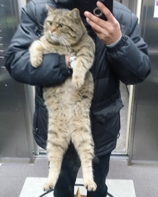 저는 뚱냥이 얘기 나올 때마다 찔리는 사람인데요 제가 몽몽을 살찌운건 아니구요.. 정상체중인 5.2kg 때도 이랬던 애라서ㅋㅋㅋㅋㅋㅋㅋ 😂😂😂 길에서 잘 못읃어먹을때도 체형이 이랬답니다 ^^ 하핫