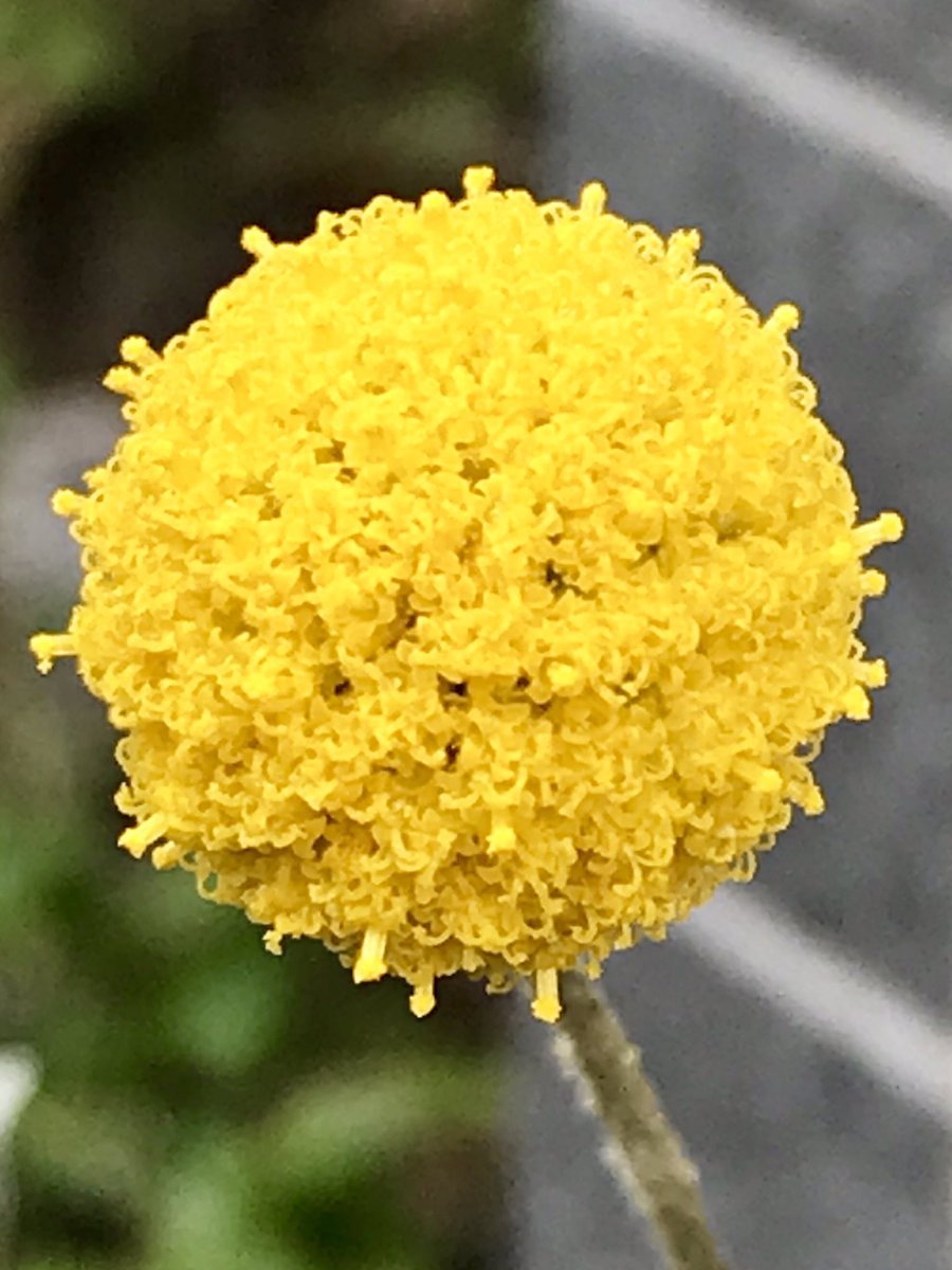 きどら على تويتر グラスペディア 黄色い可愛い 花 玄関に寄せ植えしました 花ことばは 永遠の幸福 黄色い花 グラスペディア 可愛い花