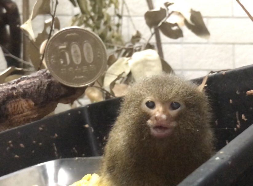 ピグミーマーモセットの値段や寿命は ペットとしての飼育か動物園で見る方法 ピクの家