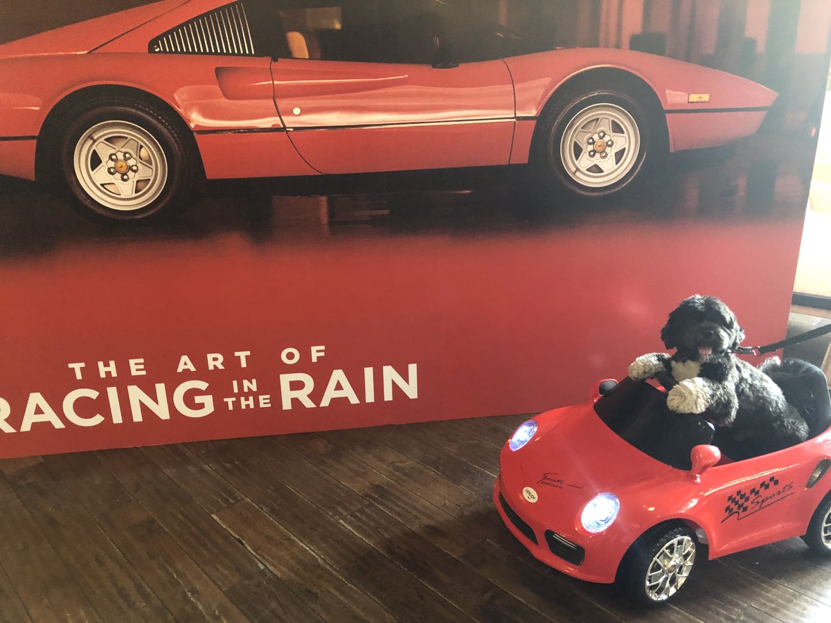 henribrandman's tweet photo. @TheArtOfRacing - A masterclass in animal acting from Enzo the golden retriever. The human support cast of @MiloVentimiglia @AmandaSeyfried @modernwest @thekathybaker @DonovanWord @McKinleyBcubed @Lily_DodsEvans @RyanKArmstrong also shone. Toby's cinema trip was pawesome! https://t.co/B2SMLc0J9r
