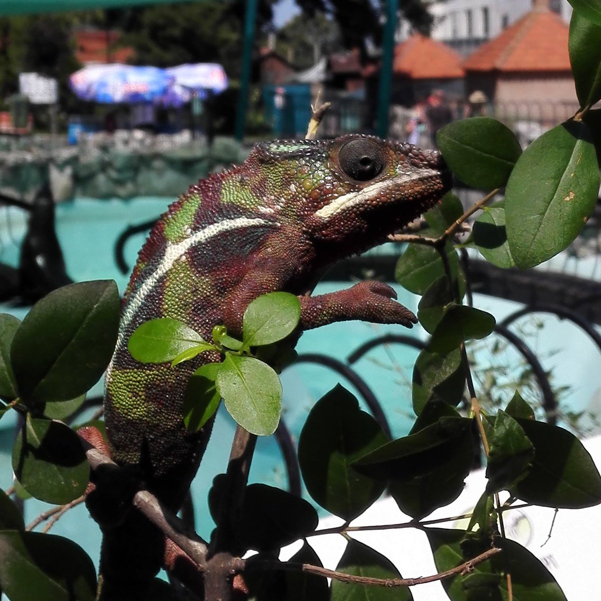 ZooVrtBg's tweet image. Panter kameleon uživa na vrelom, letnjem suncu 🔆 
#beozoovrt