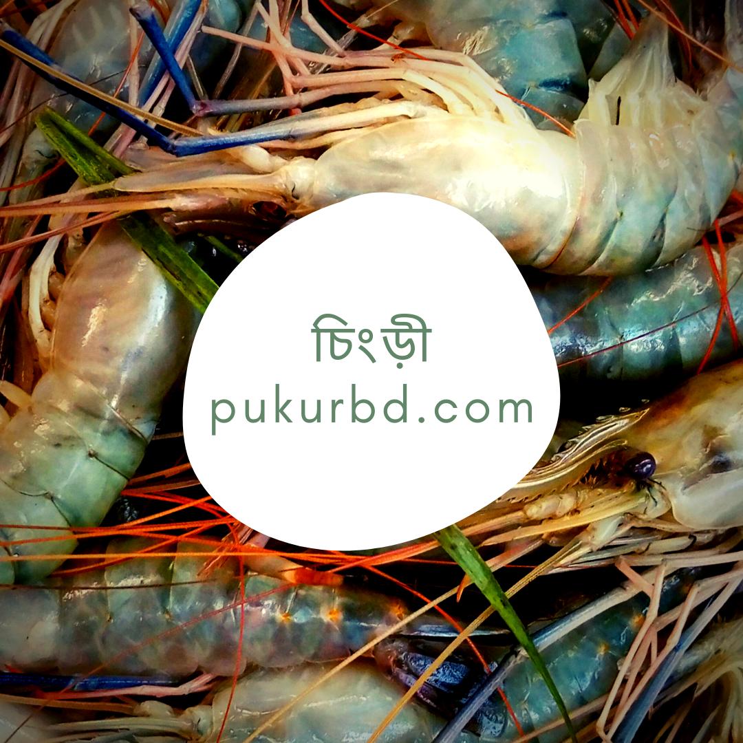 BdPukur's tweet photo. Plz like our page: https://t.co/aXRtrZHkOu
our website: https://t.co/iGqMkAhT1G
#seafish #dryfish #riverfish #fishmarket #ruifish #livefish #bigfish #pukurbd #livefish #āϰā§āĻāĻŽāĻžāĻ #āĻāĻžāϤāϞāĻžāĻŽāĻžāĻ #āĻāĻŋāϤāϞāĻŽāĻžāĻ #āĻāϞāĻŋāĻļāĻŽāĻžāĻ #āĻāĻāĻĄāĻŧāĻŽāĻžāĻ #āĻŦā§āϝāĻŧāĻžāϞāĻŽāĻžāĻ https://t.co/fPiyuhnqsr