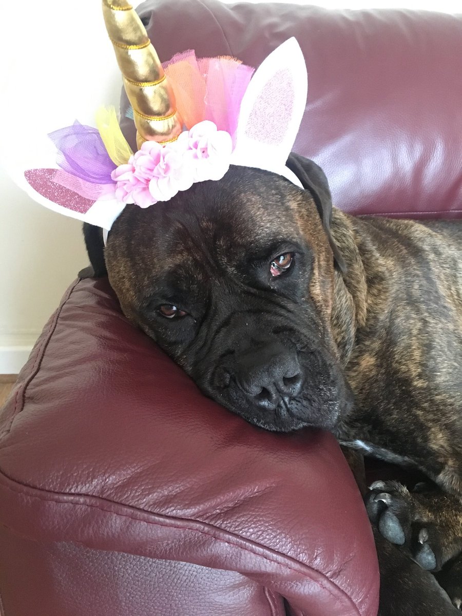 prcoley's tweet photo. me after any social event where my newly introverted self just wants to settle down with an episode of bake off https://t.co/G2Wva26crr