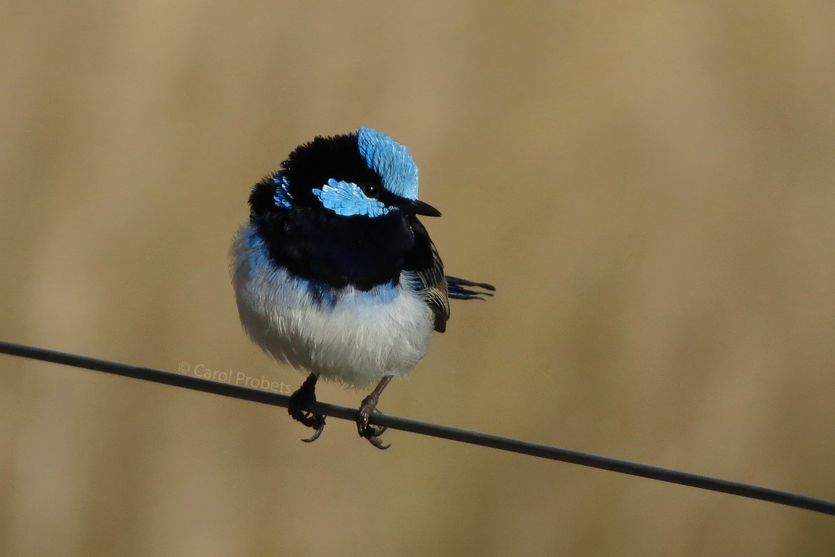 A male Superb Fairy-wren sits facing us on a fence wire, his head turned cutely to the side. This tiny bird has a black throat and shiny blue forehead, cheeks and back. His long tail is mostly hidden behind him.