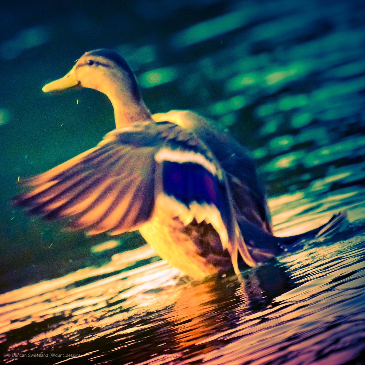 duncdesign's tweet photo. I’m not sure why but I love ❤️ taking #photos of #ducks!! Maybe it’s the peace &amp; quiet? Catching the light on the water 💦 and making a #splash in the sunshine! #thames #widlelife #wildlifephotography #waterbirds #canon #1dmk3  #commute #moleseylife #hamptoncourt  #summertime https://t.co/eRKmeybTQp