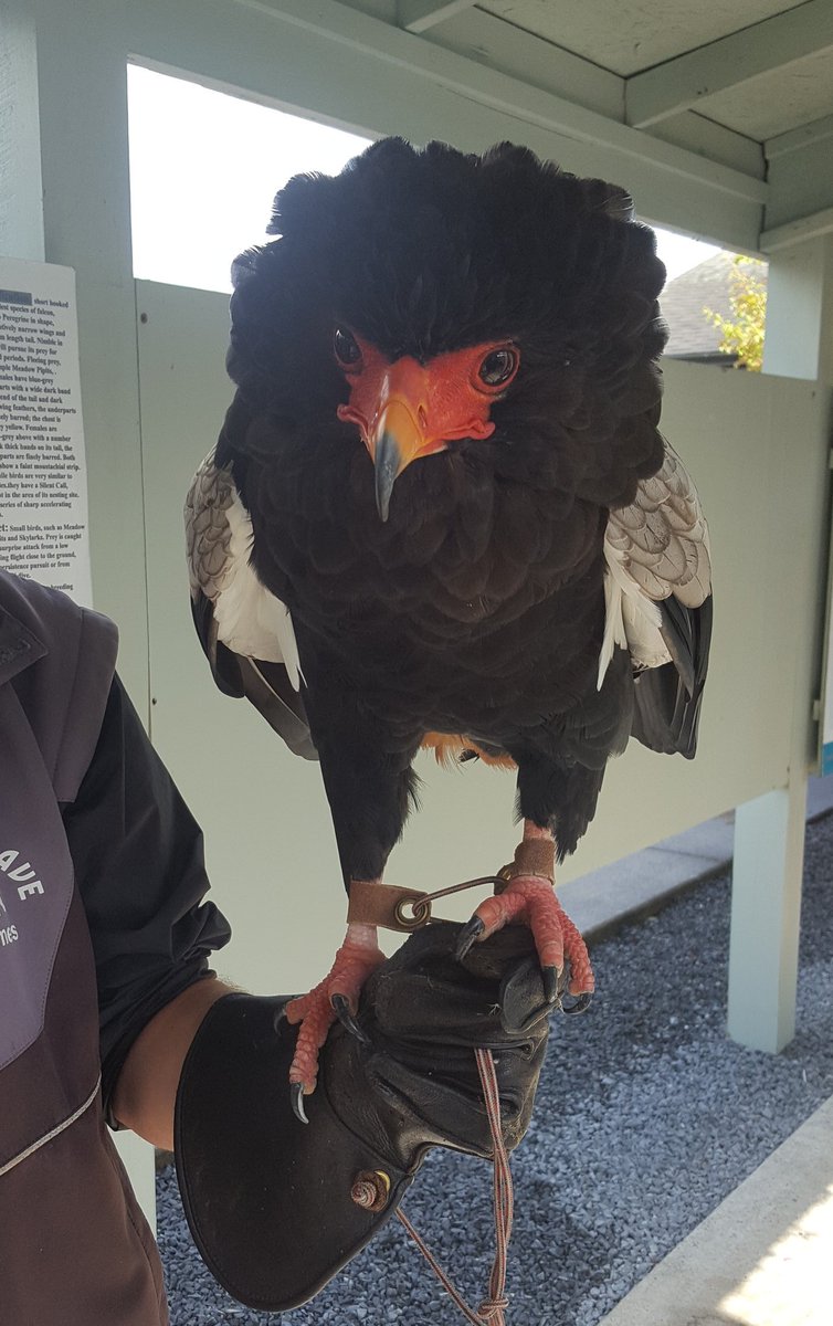 YerMouse's tweet photo. #burrenbirdsofprey https://t.co/WcxV7m8Mfx