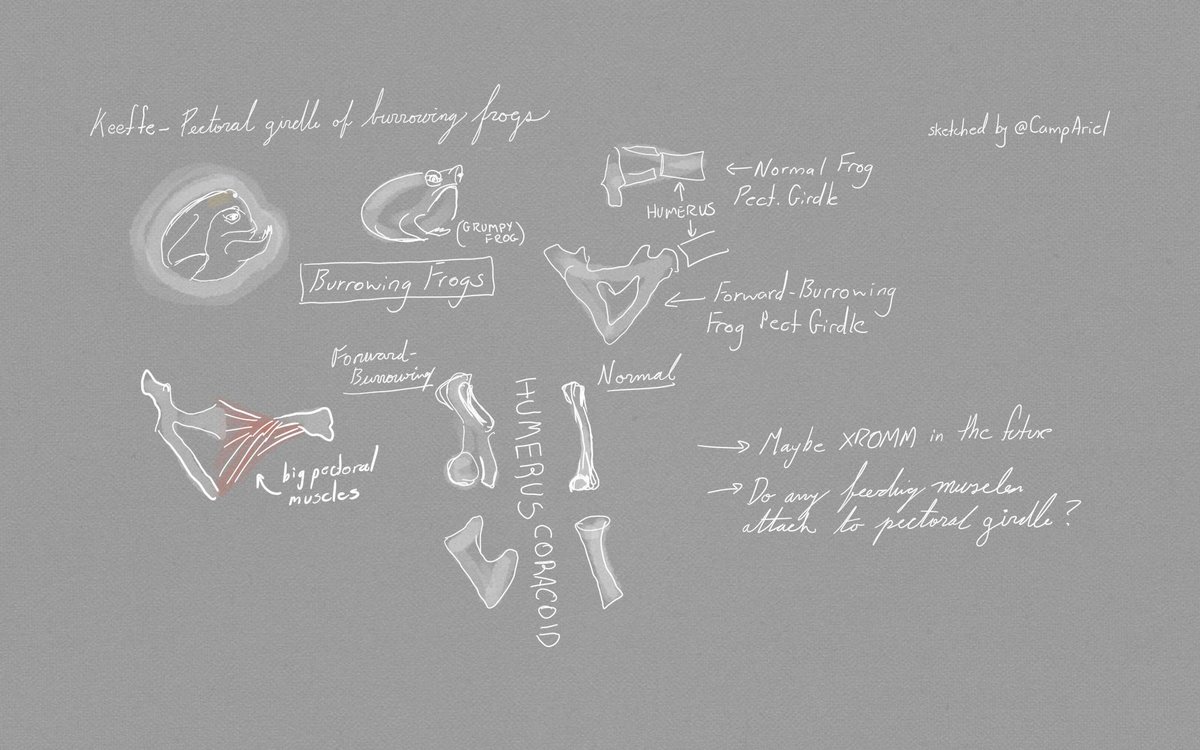 CampAriel's tweet photo. Notes from #icvm2019: @rmkeeffe 's enthusiastic introduction to burrowing frogs, and how this behavior relates to the shape of their forelimbs and pectoral girdles. Thanks for introducing me to these adorable, grumpy critters! https://t.co/2RXK2gUN6A