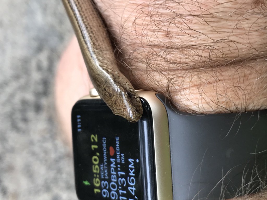 MacWyznawca's tweet photo. #Appke and #snake😉 #AppleWatch  #reprile #worm #padalec #jaszczurka #lizard https://t.co/U6uImiLSvi