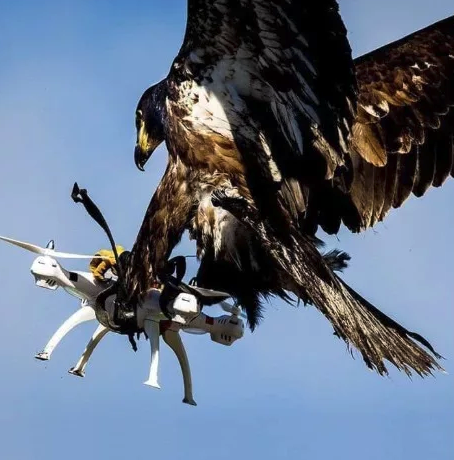 sharper_brain's tweet image. Police in the Netherlands have trained eagles to catch drones that are flying in areas where it is not permitted. Talk about survival of the fittest there 😂
Via: Getty Images

#eagle #drone #techvsnature