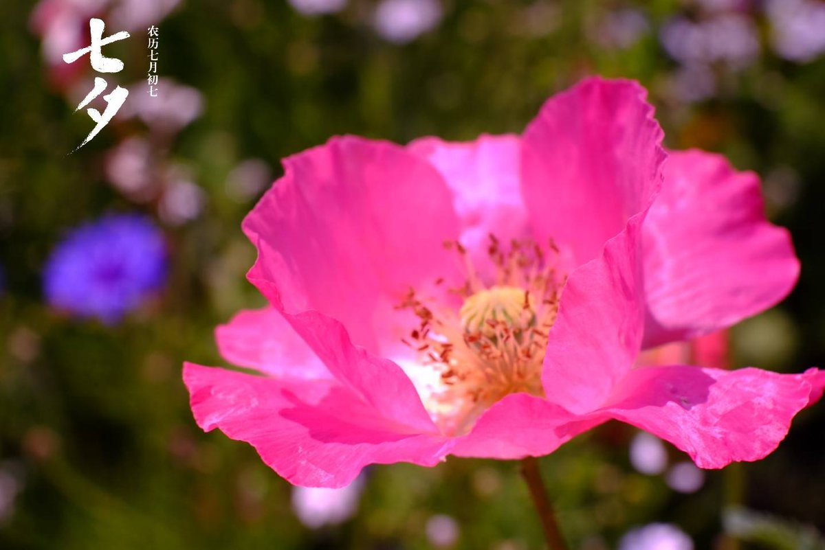 <a href="/Traveling_89/">Jung 📷89 Travel</a> <a href="/hmn56656/">🇨🇳🇪🇺中欧自由贸易科技交流促进会💫2025</a> <a href="/shahista210/">shahista210❤️✍️❤️🚕</a> <a href="/sitaravirgo/">sitara_star 💫🌟</a> <a href="/shahwartaj07/">SHAHWAR 🍃🌺🍃</a> <a href="/VipEurope5/">1</a> @julystar69 <a href="/suriyamaham/">Maham 🌺🍃🌺</a> <a href="/tomorrow12River/">Mai Alice</a> 好美的花儿，希望你用神奇的手，抓住所有的美。
祝你生日快乐，天天开心!