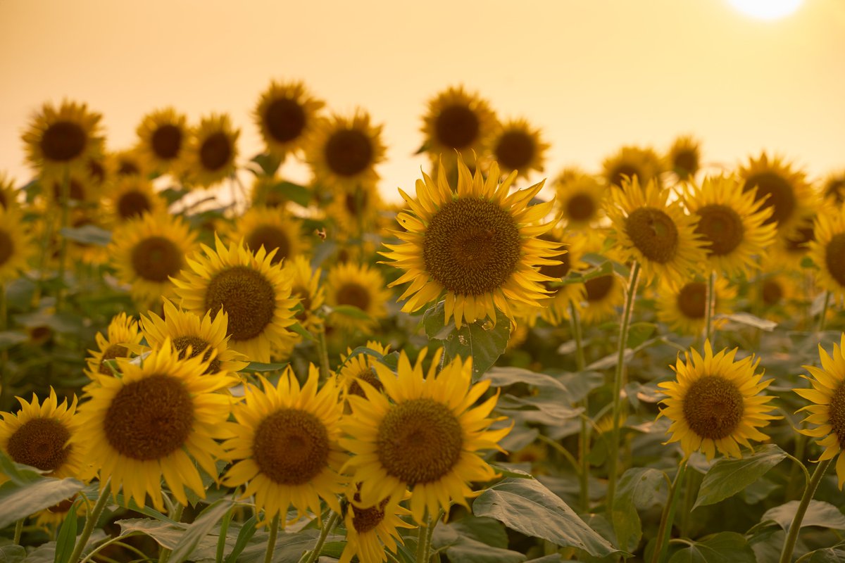 蓮田根金ひまわり畑