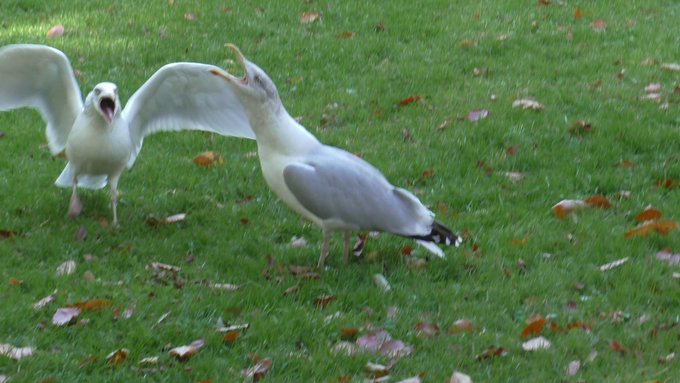 EBX31MUX4AIP5oR?format=jpg&name=small