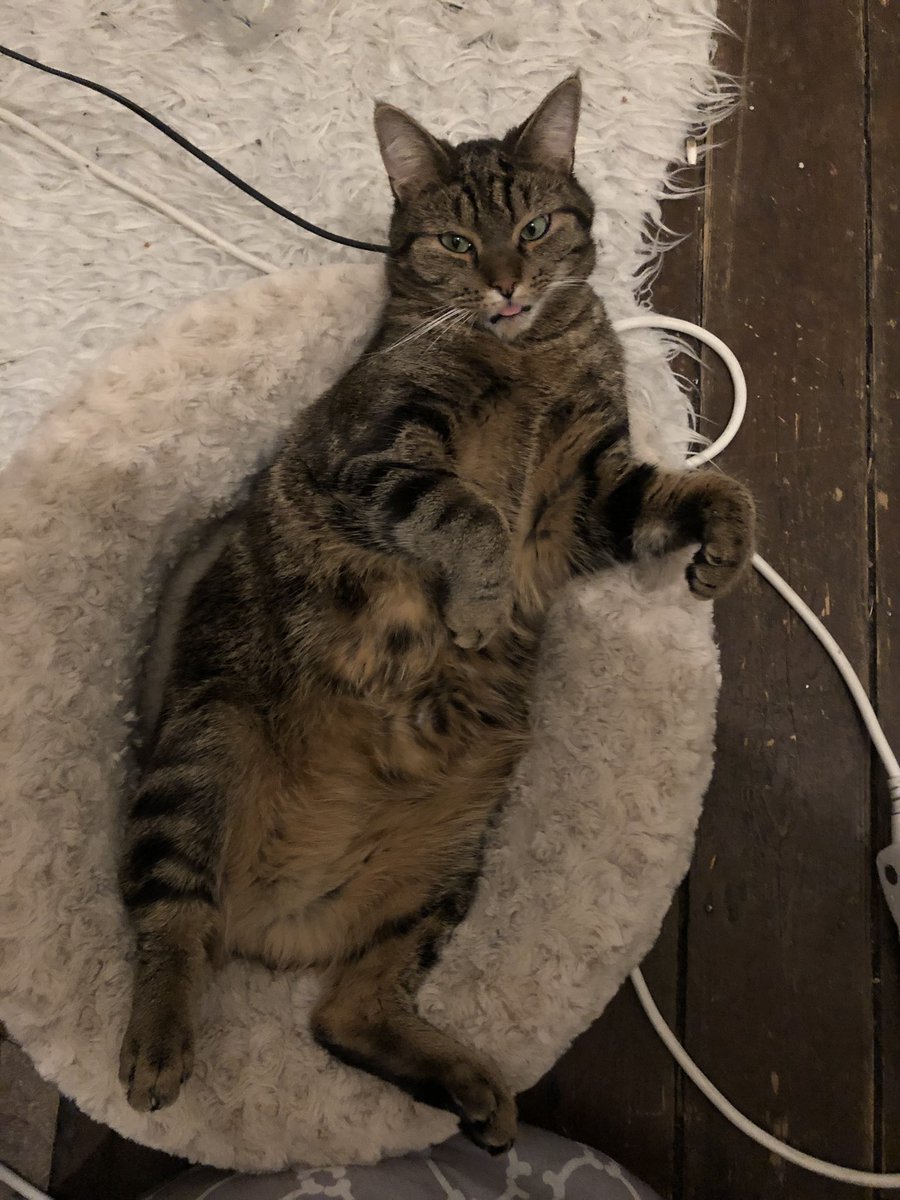 KibbiPixel's tweet photo. @catsofinstagram this is my son, he likes video games and Mountain Dew. https://t.co/tIWYoMpzaa