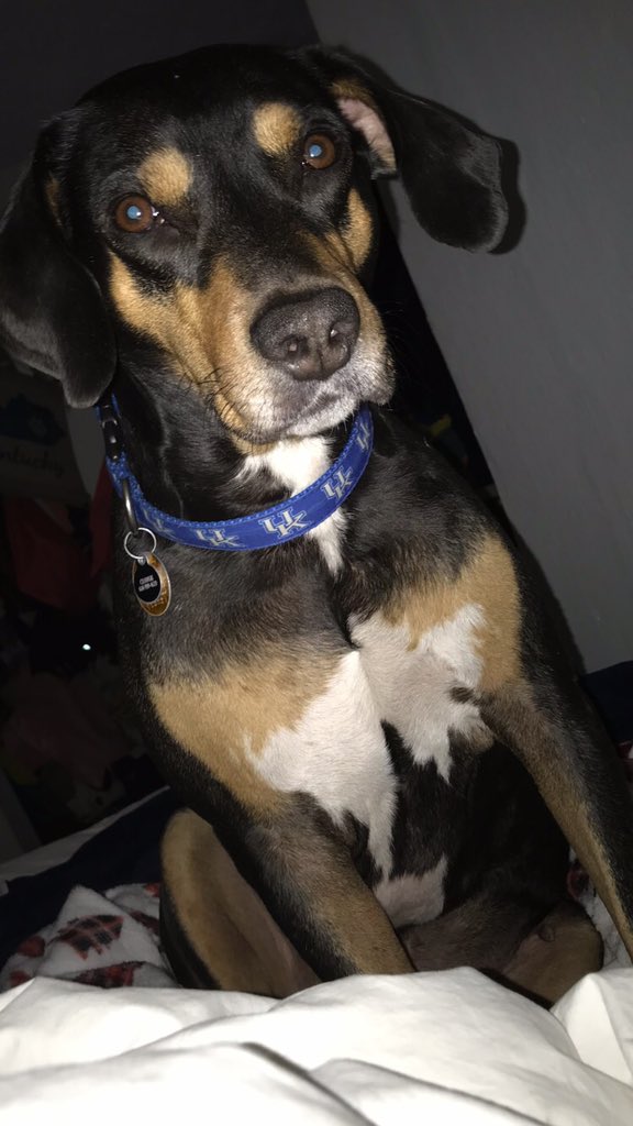 cmeek3's tweet photo. @MrsTylerKSR Despite his name, Smokey reps the best team! #KSRdogoftheday https://t.co/543xa5gkHu
