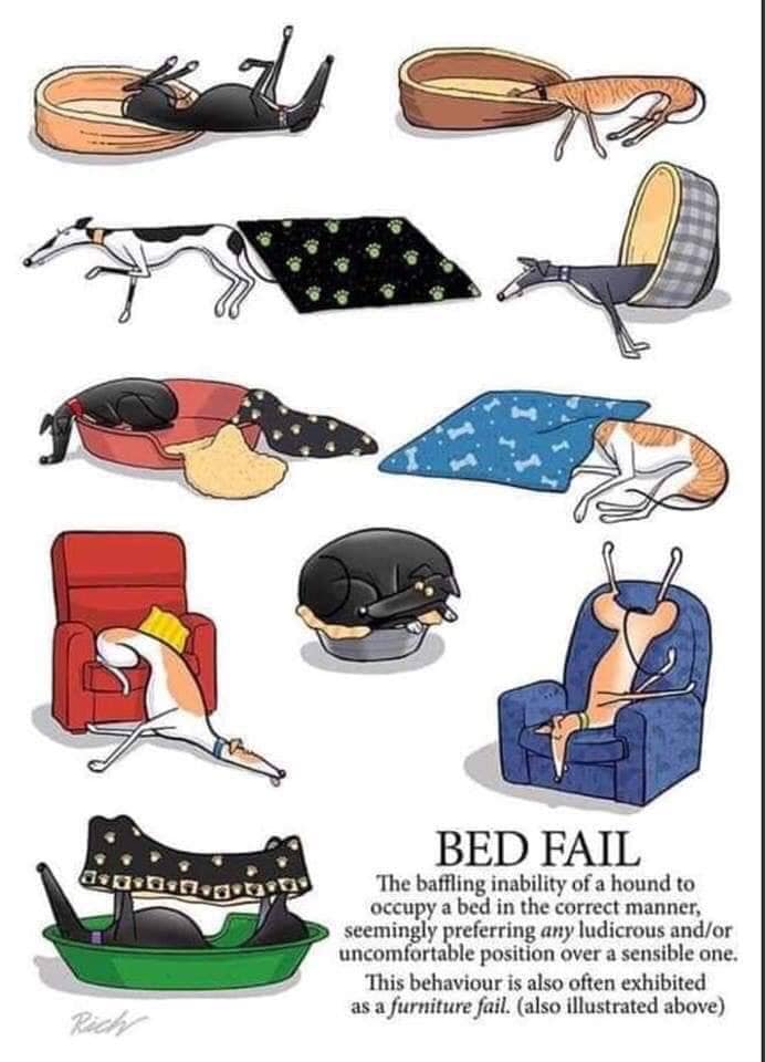 Dignipets's tweet photo. Something a hound owner will be very familiar with ๐
#Greyhound #Lurcher #whippet #hounds #dogs #mobilevets #dignipets https://t.co/pZLjVGPLpN