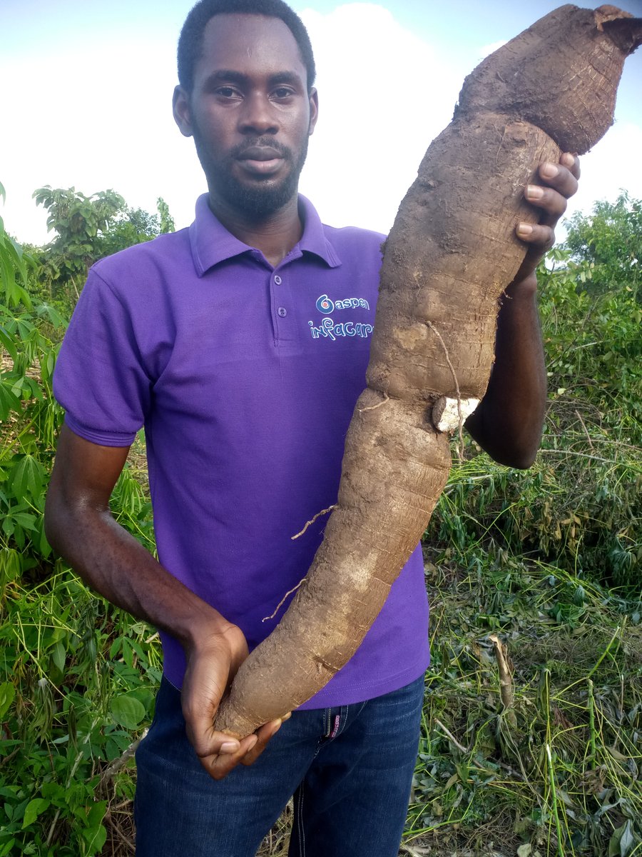 EletaValentine's tweet photo. Fun Fact: Nigeria is the largest producer of cassava, in the world. Our production for year 2017 alone was over 55million metric tons!
Cool right?😎😎 https://t.co/SMEScFw1Jr