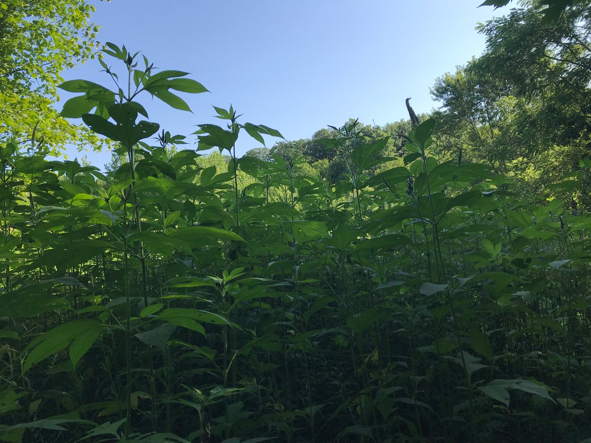 KettleCreekCA's tweet photo. Thanks to the #KettleCreekYouthCorps for helping to control #InvasiveSpecies like giant ragweed, spotted knapweed and buckthorn at Dan Patterson CA.
The final 2 pictures are great before and after shots of giant ragweed removal.
#StOnt #LoveMyWatershed #InvasiveSpeciesControl https://t.co/pBhapnoAiV