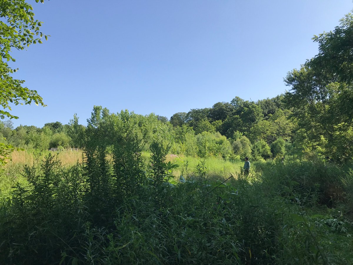 KettleCreekCA's tweet photo. Thanks to the #KettleCreekYouthCorps for helping to control #InvasiveSpecies like giant ragweed, spotted knapweed and buckthorn at Dan Patterson CA.
The final 2 pictures are great before and after shots of giant ragweed removal.
#StOnt #LoveMyWatershed #InvasiveSpeciesControl https://t.co/pBhapnoAiV