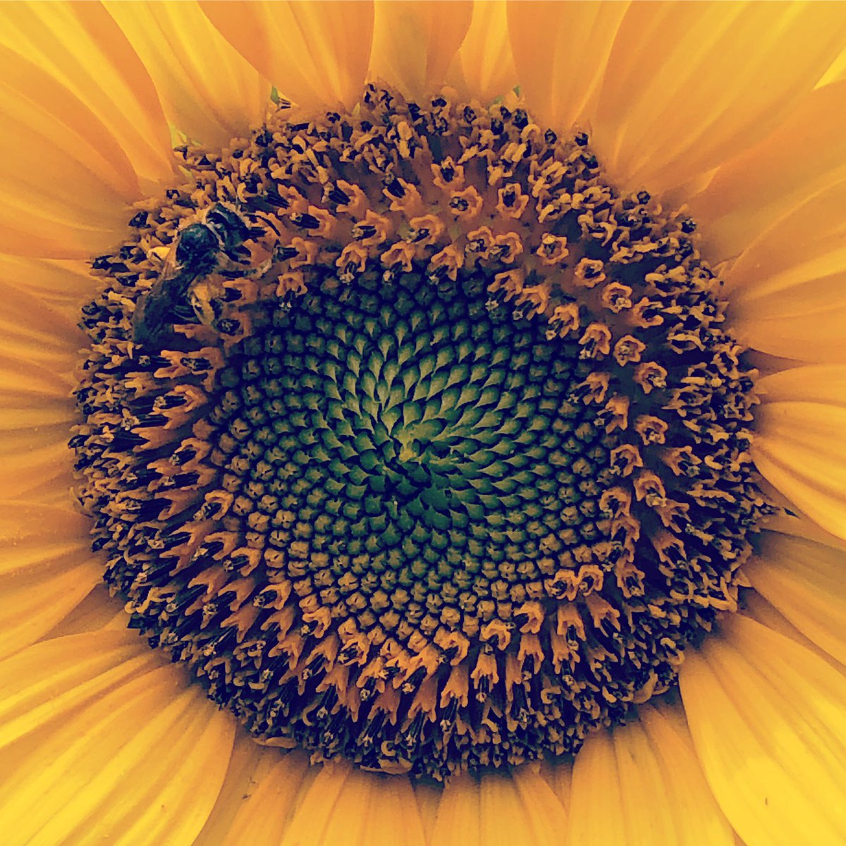 KracherBonn's tweet photo. #sunflower #noperson #bright #flower #nature #summer #flora #desktop #color #beautiful #roundout #petal #growth #sun #round #fairweather #leaf #pollen #floral #outdoors #htcu12plus https://t.co/OJAhy4UU1G