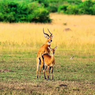 The mating ceremony among gazelles is ritualized. The male lowers and stretches his head and neck, following the female closely in a march-like walk, lifting his head, and prancing. 
#Naturalworld #Lifecycle #Gazelles #Gazelle #TembeaKenya 
#DiscoveryKenya #TreasureKenya