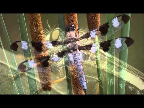 Wetpups's tweet photo. This little guy is just sublimely enjoying his bath, just look at that smile! No-one can possibly deny he is in paradise⦠#dragonfly #socute #closeupeye
https://t.co/YadIlFMfav https://t.co/1RbKws36VP
