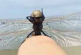 Wetpups's tweet photo. This little guy is just sublimely enjoying his bath, just look at that smile! No-one can possibly deny he is in paradise⦠#dragonfly #socute #closeupeye
https://t.co/YadIlFMfav https://t.co/1RbKws36VP