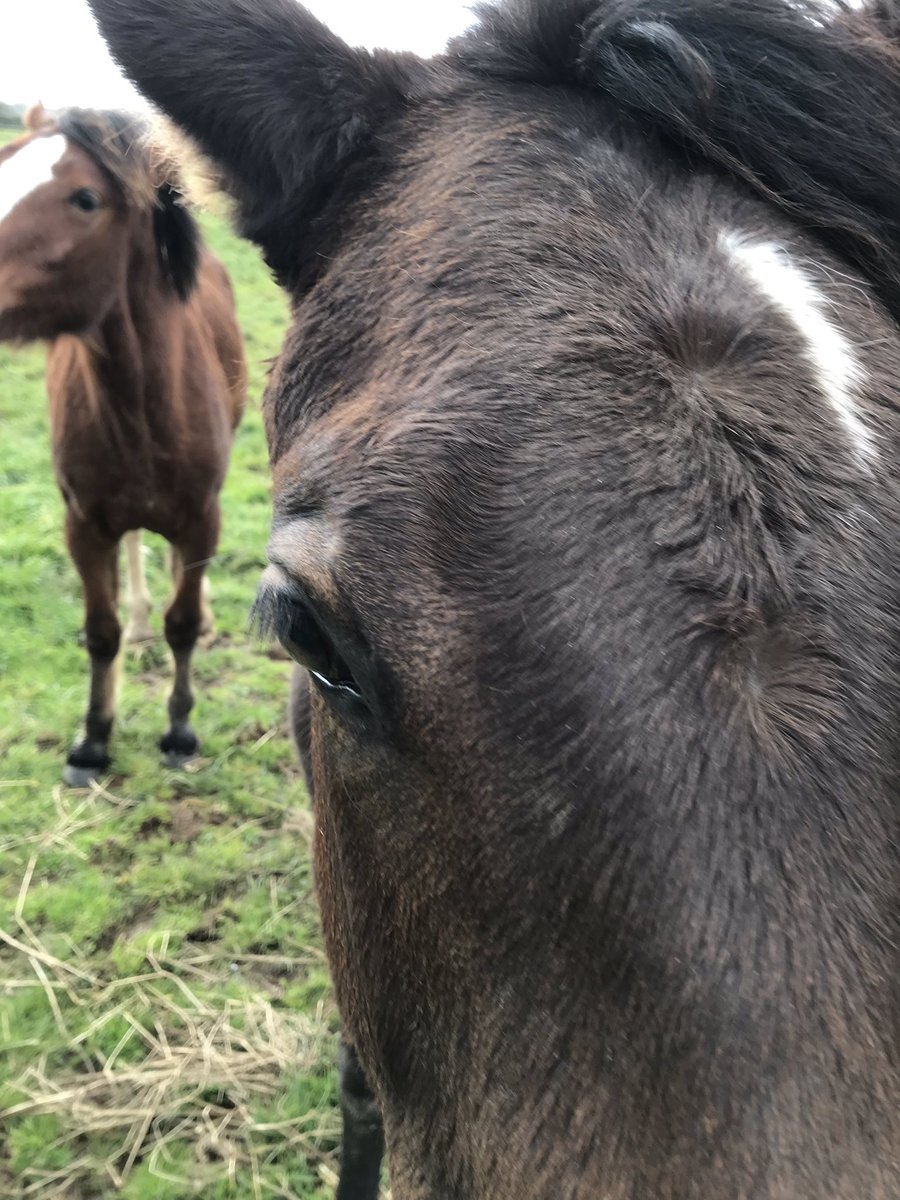 IAmLilyTheFilly's tweet photo. Life is good for me at the moment. Sharing a paddock with a #Dalghar bloke, a retired racehorse called Sid and a Clydie yearling; just quietly, he can be a pain in the butt: soooo immature, just wants to photobomb alll the time https://t.co/5Ega1lgvEk