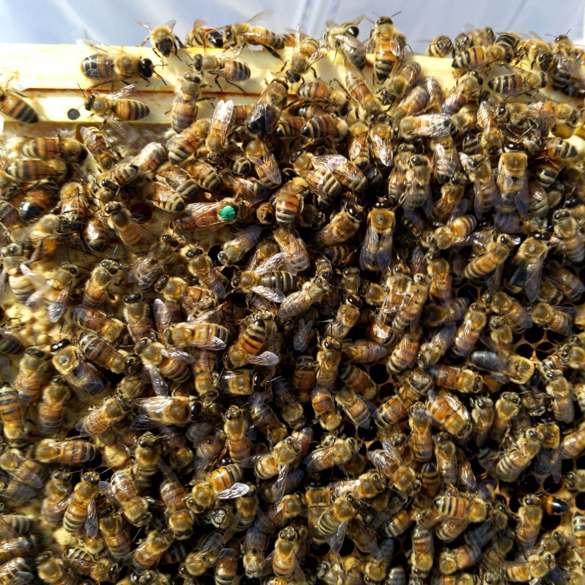 The Oracle tweet media