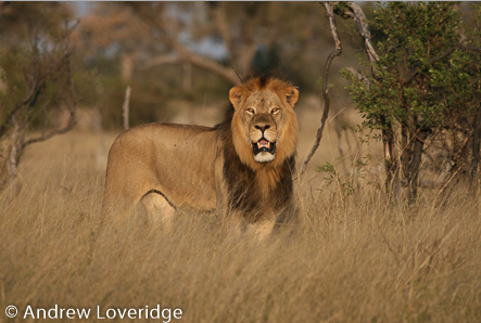UniofOxford's tweet photo. Every time you tweet using the hashtag #savelions today, the Seibu @lions_official baseball team will donate to the fantastic lion conservation work being carried out by @WildCRU_Ox 🦁 Please share before 4pm and use the hashtag #savelions! https://t.co/a4ha398h61