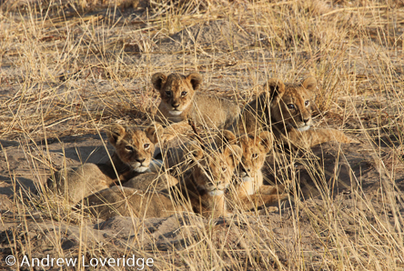 UniofOxford's tweet photo. Every time you tweet using the hashtag #savelions today, the Seibu @lions_official baseball team will donate to the fantastic lion conservation work being carried out by @WildCRU_Ox 🦁 Please share before 4pm and use the hashtag #savelions! https://t.co/a4ha398h61