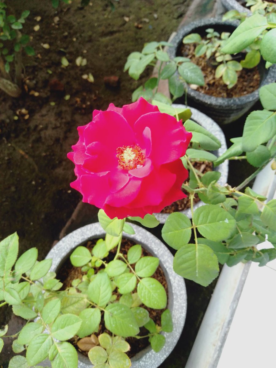DAN_GazettEKai's tweet photo. someone ever ask me why I love rose, especially the red one, very much 😊😊
it's because rose is Versailles's symbols🌹
#rose #Versailles #WeAreVersailles #Teru #Hizaki #Kamijou #Yuki #Masashi #Pisuke #JasmineYou #Vkei #VersaillesPhilharmonicQuintet https://t.co/y7w3s6EdVc