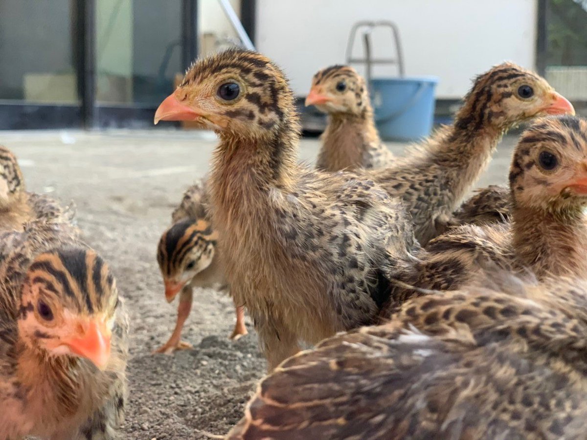 公式 Tca東京eco動物海洋専門学校 すくすくと成長中のホロホロ鳥の雛に癒されてます 少しずつホロホロ鳥 の要素が見えてきましたね 手乗りホロホロは抜群に可愛いですよ Tcaeco 動物専門学校 動物 ホロホロ ホロホロ鳥 雛 動物園 飼育員 幼鳥