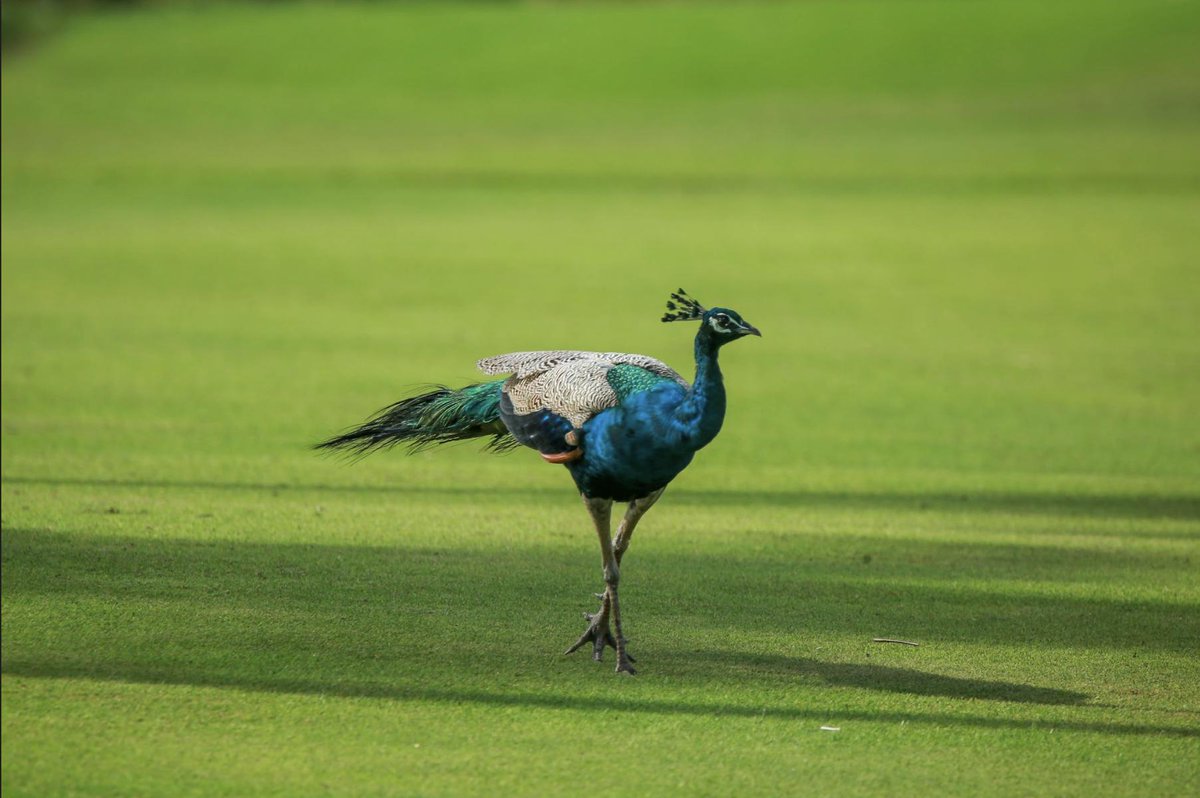 Not your standard 18-hole golf course! There’s always time for for a bit of bird spotting #ShangriLaHambantota #GolfMemories #Wildlife #TravelDiaries #Birdphotography