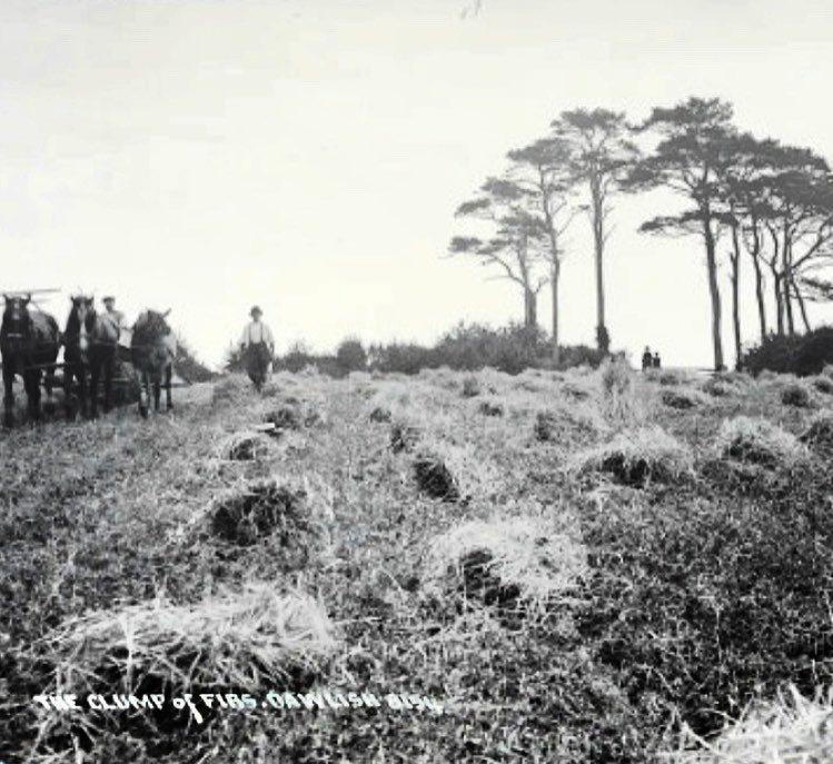 dartmoorarchive's tweet photo. Harvester, #Dawlish.
1900s
Chapman Collection
https://t.co/4TdniOk2ht #Devon #DevonHeritage #RuralHistory #DevonFarmers @SouthWestFarmer @NFUsouthwest @FarmingUK @FarmersGuardian @TheAHDB @CRPRExeter @weareagrespect https://t.co/iJacYuuoQ2