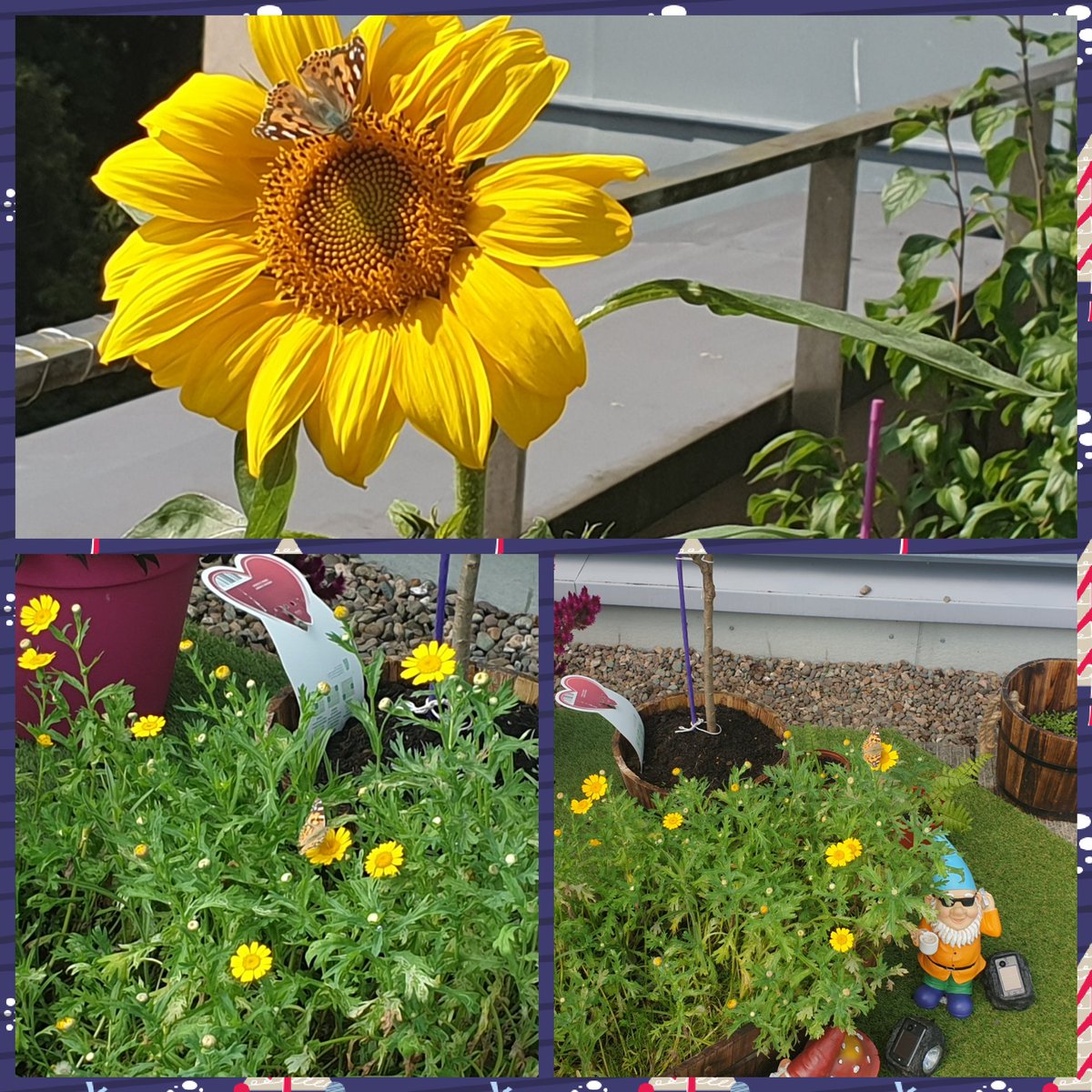 MPGreenTeam1's tweet photo. Hello 🦋🌻🌻 #skygarden #Mainphysics #Greenthumb #Greenfund https://t.co/0WGoCXhT03