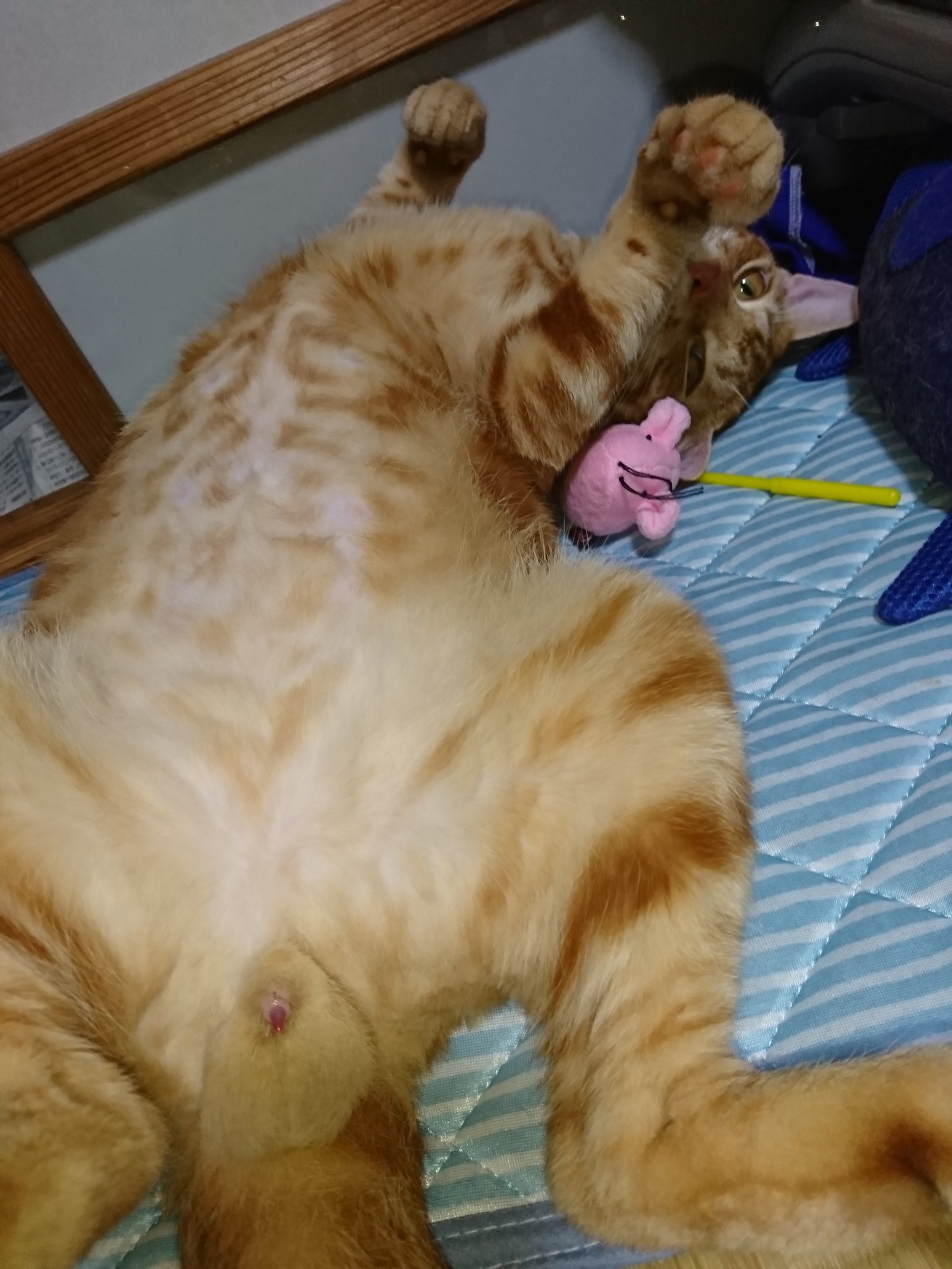 ごろにゃーん。 Stone Cat / Boulder Cat Testing - The Battle Cats - YouTube