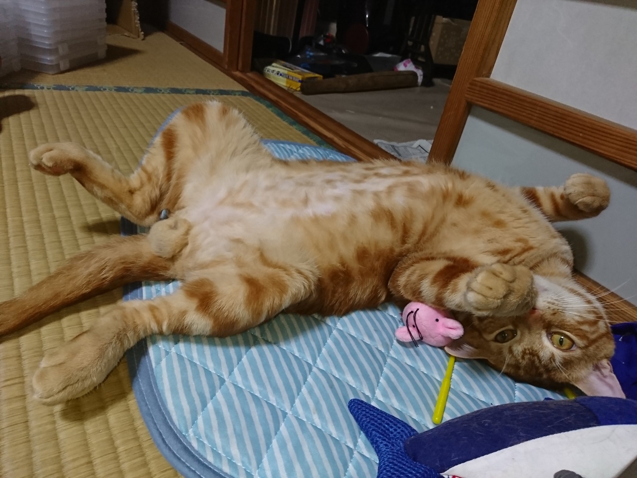 ごろにゃーん。 Stone Cat / Boulder Cat Testing - The Battle Cats - YouTube