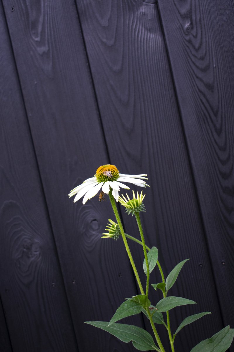 The Bees are loving the Rudbeckia white swan's we've just planted! 🐝

We love the Charred Larch back drop #ShouSugiBan 🖤

<a href="/ShouSugiBan/">Shou Sugi Ban ®</a> <a href="/luxurymaterials/">Exterior Solutions</a> <a href="/SHDesignCentre/">SkyHouseDesignCentre</a>