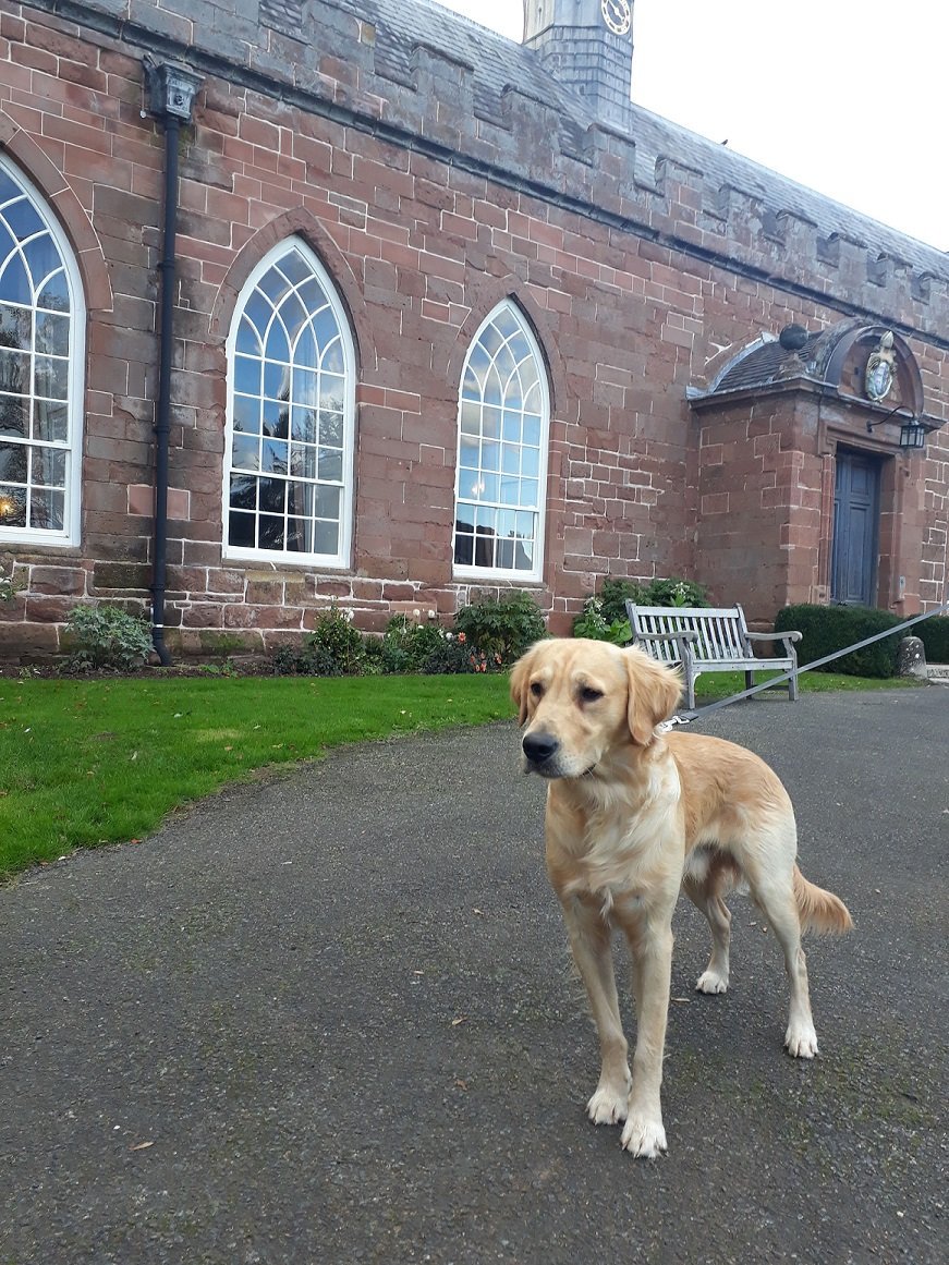 HartleburyCPT's tweet photo. Our canine friends are enjoying themselves at the Castle! Here are a few pics of our four legged visitors. If you've got pics of your Hartlebury #castlecanines, we'd love to see them! @worcestermuseum @WorcesterTIC @Raring2goKiddi @Raring2goLisa https://t.co/nYXURkxUsu